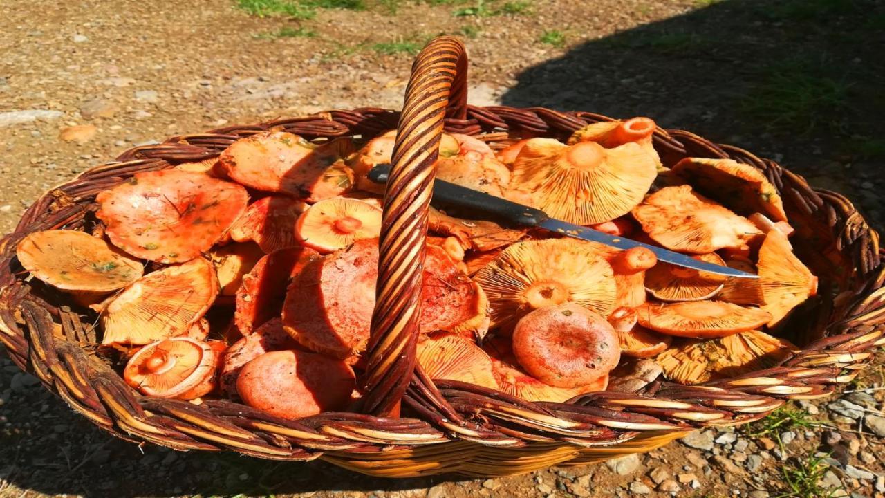 Can Nitu Кампродон Экстерьер фото
