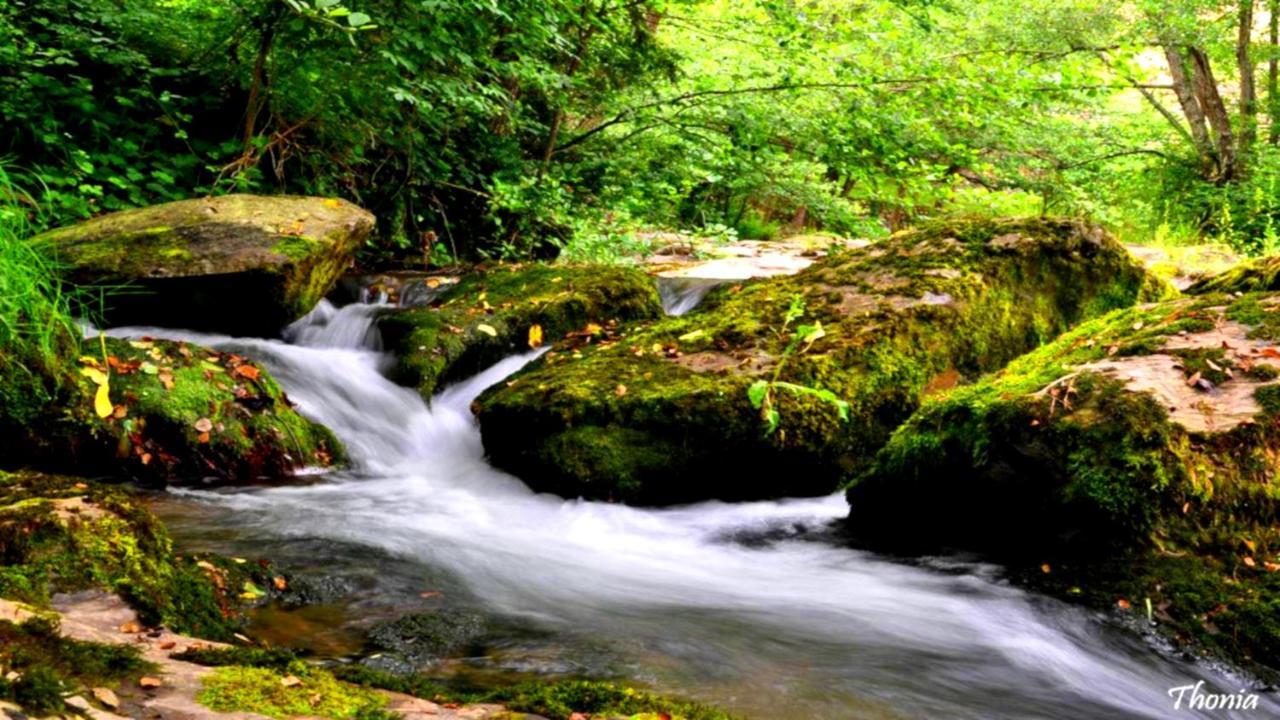 Can Nitu Кампродон Экстерьер фото