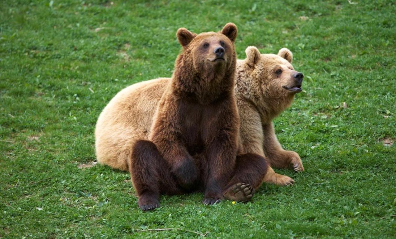 Can Nitu Кампродон Экстерьер фото