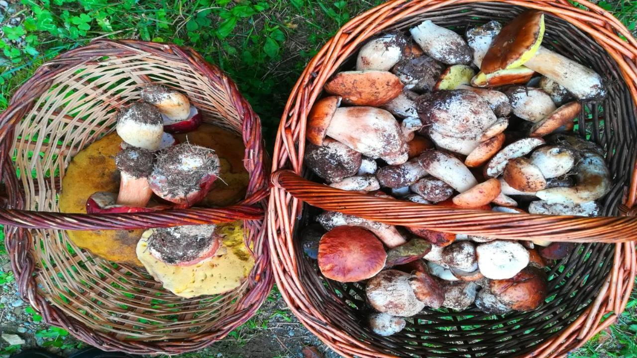 Can Nitu Кампродон Экстерьер фото